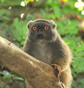 Madagascar tour viaggi parchi