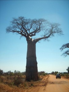 Madagascar viaggi tour operator