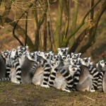 Lemuri catta