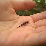 Il camaleonte più piccolo del mondo alla Montagne d'Ambre