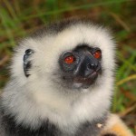 Lemure sifaka