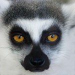 shutterstock_995651842
