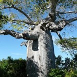 Baobab nei pressi di Ramena