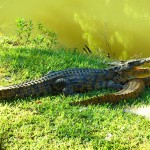 Coccodrilli nella riserva Vakona di Andasibe