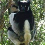 Lemure Indri Indri