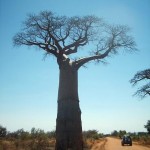 Sulla pista da Tulear a Morondava