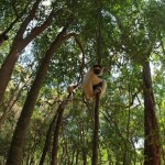 Il parco Makira sulla penisola di Masoala