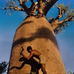 Baobab sulla costa ovest