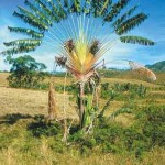 Ravinala, la palma del viaggiatore
