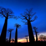 Allée des Baobabs presso Morondava