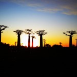 Allée des Baobabs al tramonto