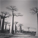 Baobabs