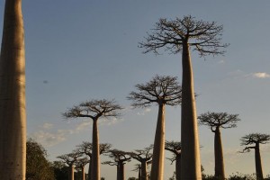 Madagascar tour viaggi