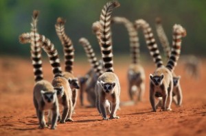 Madagascar tour viaggi vacanze